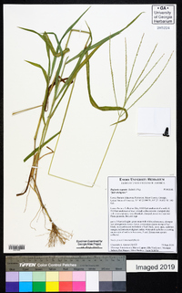 Digitaria cognata image