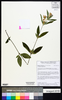 Ruellia caroliniensis image