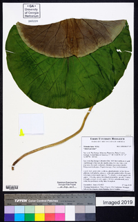 Nelumbo lutea image