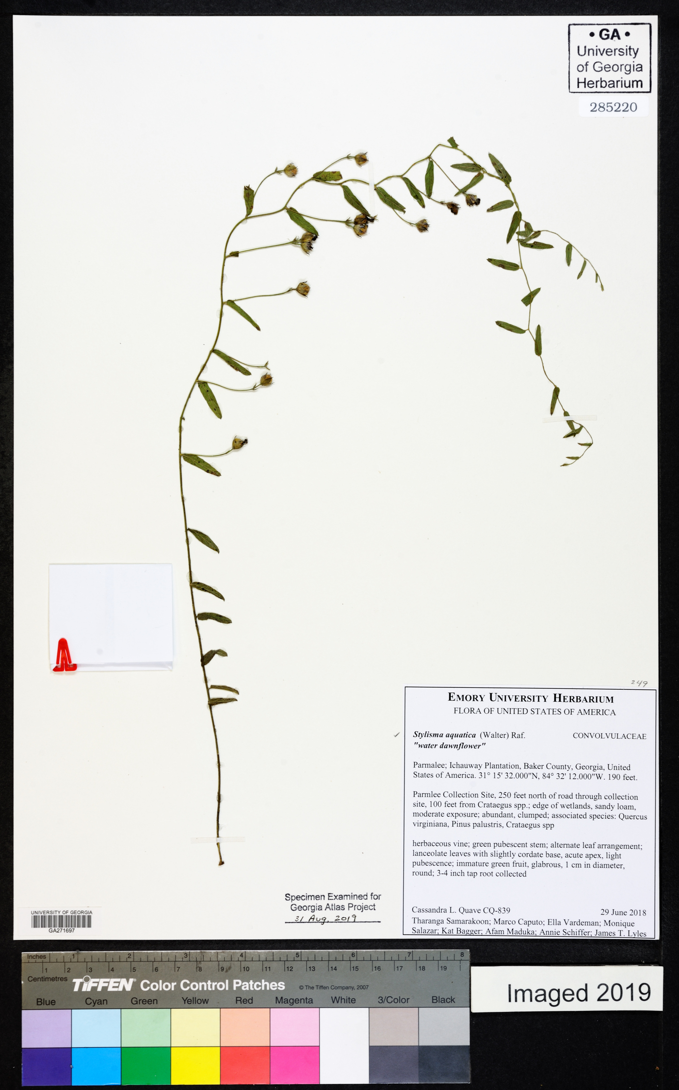 Stylisma aquatica image
