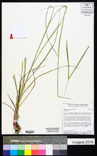 Paspalum notatum image