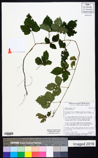 Rubus flagellaris image