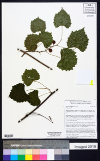 Vitis rotundifolia image