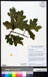 Quercus margaretta image