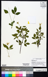 Rubus trivialis image