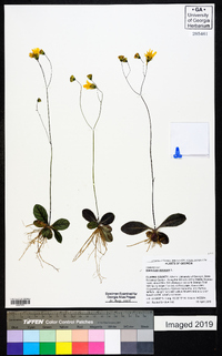 Hieracium venosum image