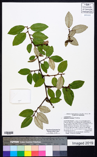 Elaeagnus pungens image