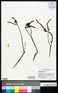 Taxodium ascendens image