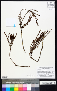 Taxodium ascendens image