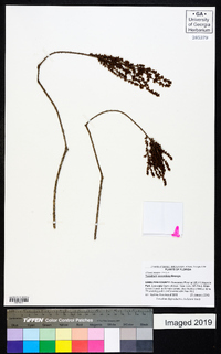 Taxodium ascendens image