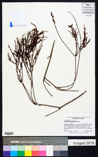 Taxodium ascendens image