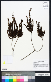 Taxodium ascendens image