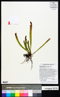 Sarracenia rubra image