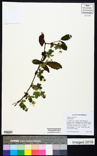 Rubus trivialis image