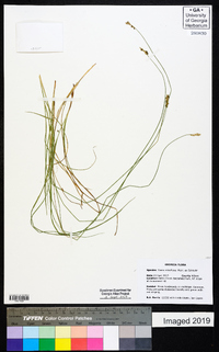 Carex retroflexa image