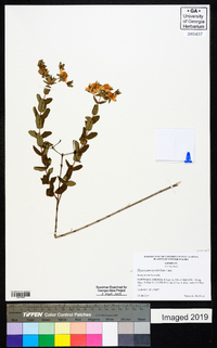 Hypericum myrtifolium image