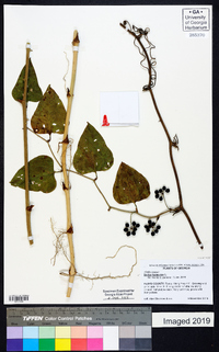 Smilax bona-nox image