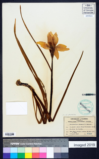 Zephyranthes atamasca image