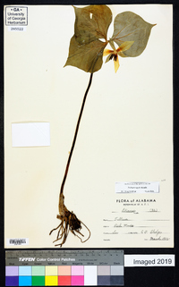 Trillium rugelii image