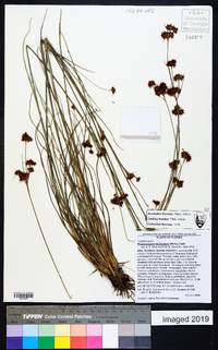 Rhynchospora fascicularis image