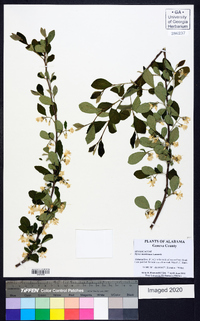 Styrax americanus image