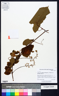 Vitis cinerea image