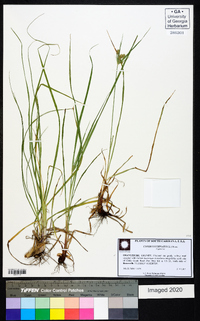 Cyperus echinatus image