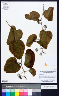 Smilax bona-nox image