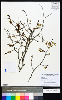 Ulmus alata image