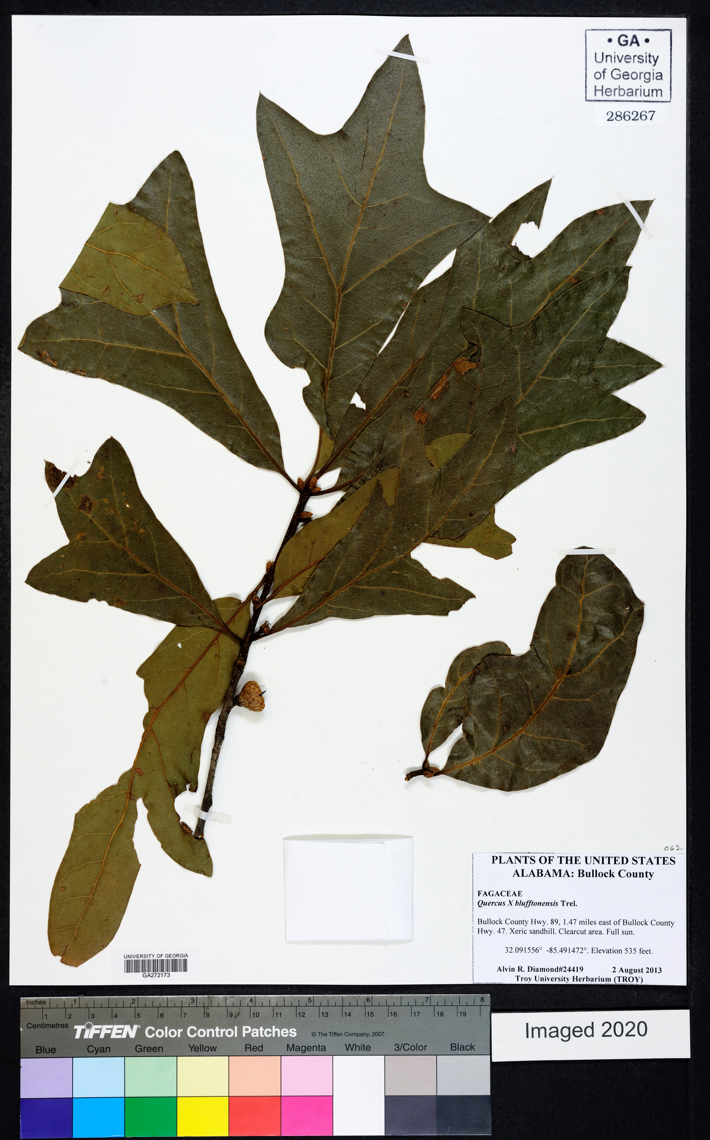 Quercus x blufftonensis image