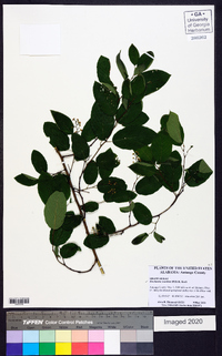 Berchemia scandens image