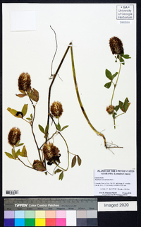 Trifolium vesiculosum image