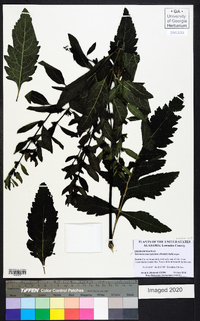 Dasistoma macrophylla image