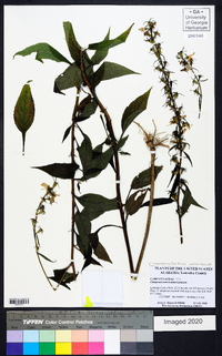 Campanulastrum americanum image