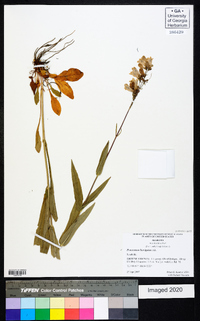 Penstemon laevigatus image