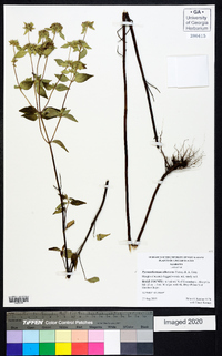 Pycnanthemum albescens image