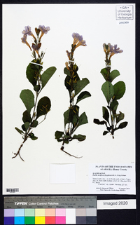 Ruellia ciliatiflora image