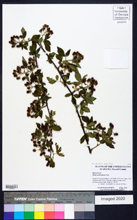 Rubus argutus image