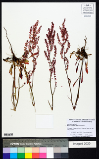 Rumex hastatulus image