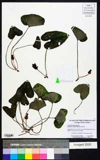 Hexastylis arifolia image