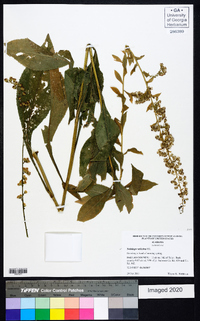 Solidago salicina image