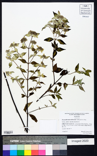 Pycnanthemum albescens image