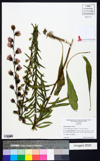 Liatris aspera image