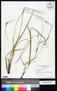 Scleria oligantha image