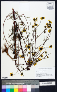 Helianthus angustifolius image