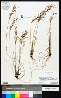 Juncus secundus image