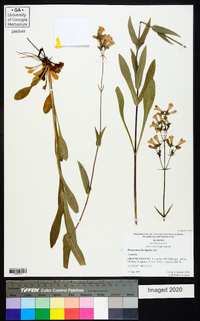 Penstemon laevigatus image