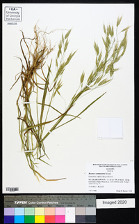 Bromus commutatus image