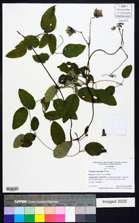 Clematis reticulata image