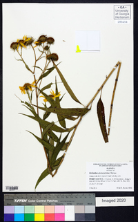 Helianthus grosseserratus image